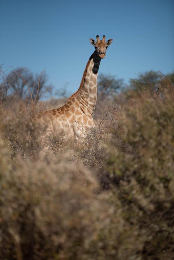 Morakane Safari Lodge Vryburg Εξωτερικό φωτογραφία